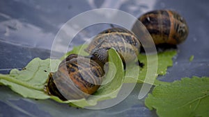 Hermaphrodite, snail gang band at a garden photo