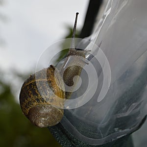 Hermaphrodite, snail at a garden photo