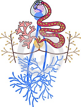 Hermaphroditic reproductive system of Sheep liver fluke Fasciola hepatica