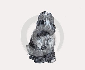 HERMES Cocker Spaniel puro HERMES Cocker Spaniel puro