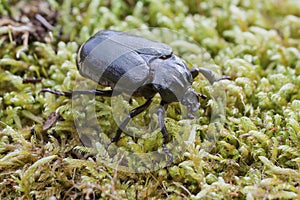 Hermit beetle (Osmoderma eremita)