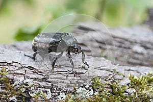 Hermit beetle Osmoderma eremita photo