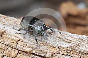 Hermit beetle Osmoderma eremita photo