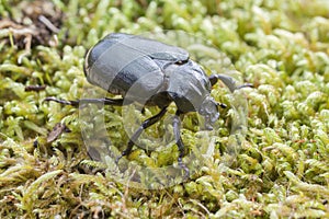 Hermit beetle Osmoderma eremita on moss photo
