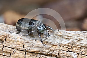 Hermit beetle on rotten vood