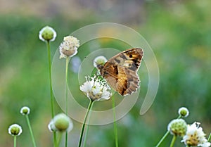 The Hermit butterfly , Chazara briseis at meadow