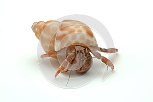 Hermit Crab