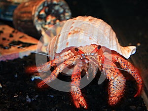 Hermit Crab