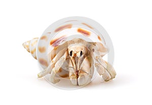 Hermit Crab