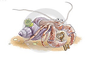 Hermit crab