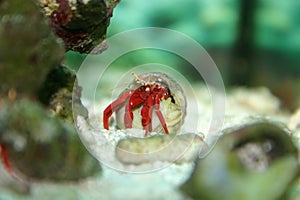 Hermit Crab