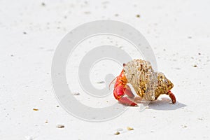 Hermit crab 2