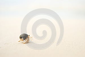 Hermit crab
