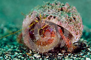 Hermit crab