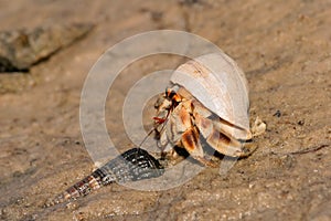 Hermit crab