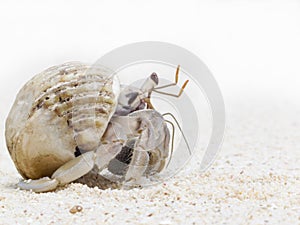 Hermit crab