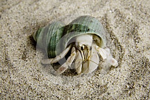 Hermit Crab 4