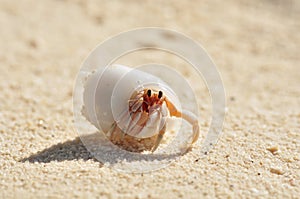 Hermit Crab