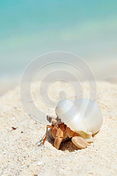 Hermit Crab