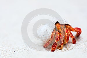 Hermit crab