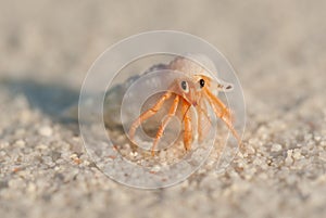 Hermit Crab