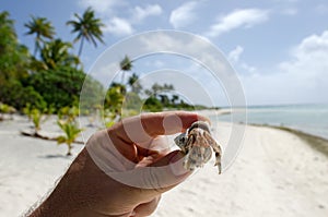 Hermit Crab in Aitutaki Lagoon Cook Islands