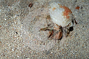 Hermit crab