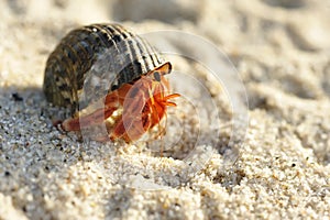 Hermit Crab on a beach