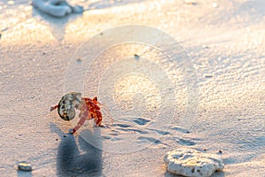 Hermit crab on beach