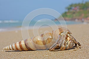 Hermit crab on the beach