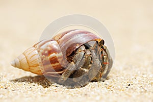 Hermit Crab on a beach