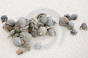 Hermit crab photo