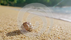 Hermit Crab On Beach Fauna of the coastal strip of the Indian Ocean. Wild life in Sri Lanka