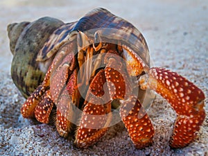 Hermit crab on beach in Hawaii