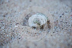 A hermit crab on the beach photo