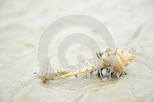 Hermit crab on the beach