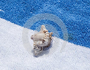 Hermit Crab on Beach Towel
