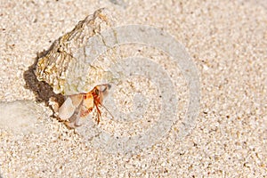 Hermit crab on the beach of a tropical island.