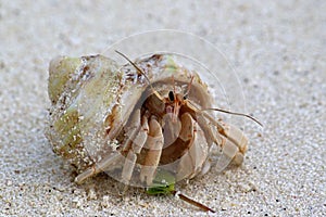 Hermit crab on the beach of Ukulhas, Maldives
