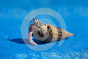 Hermit crab, Bharatpur beach, Neil Island, Andaman Islands, India