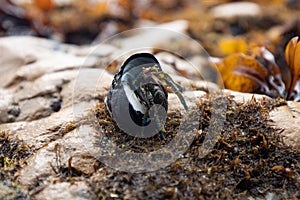 Hermit crab with blue leg
