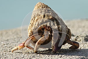 Hermit Crab - Bonaire