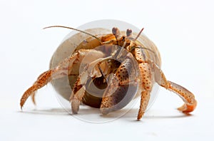 Hermit Crab from Caribbean Sea