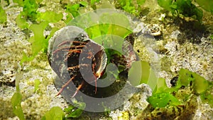 Hermit crab Clibanarius erythropus in the shell Rapana venosa. Black Sea, Bulgaria