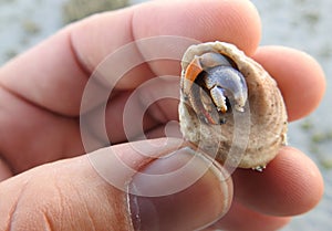 Hermit Crab Close-up