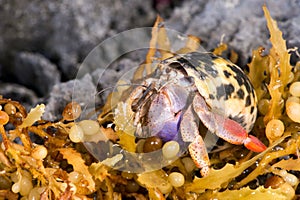 Hermit Crab