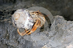 Hermit Crab