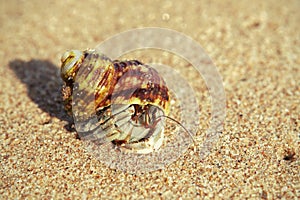 Hermit crab close-up