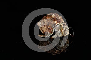 Hermit crab closeup