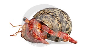 Hermit crab - Coenobita perlatus